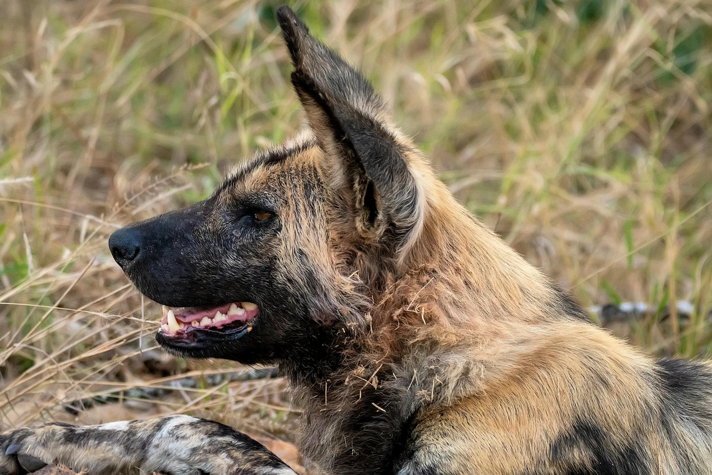 the head of a german shepherd resting on rocks