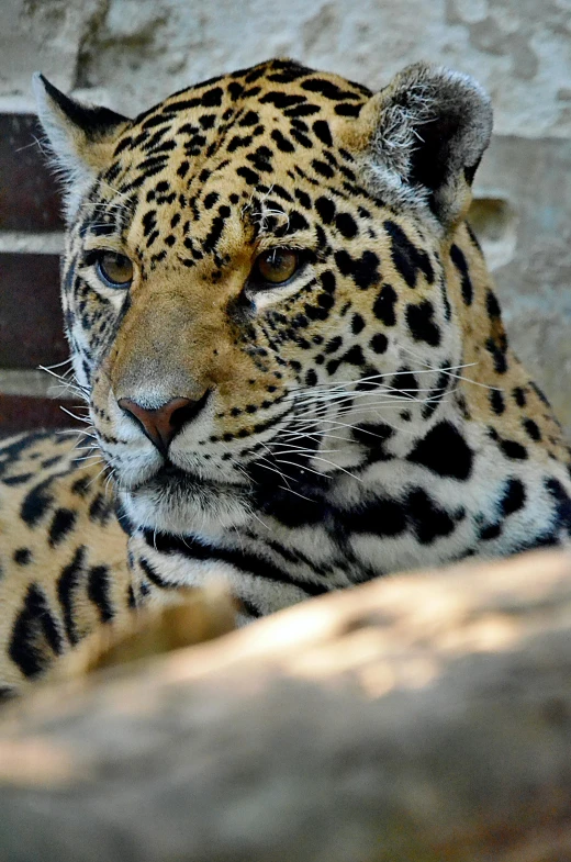 a big leopard is sitting outside by some rocks