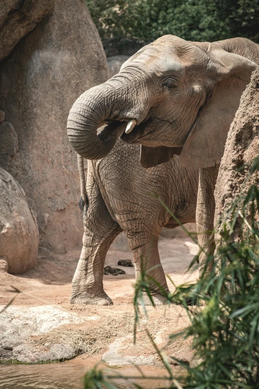 an elephant standing next to a rock wall in its habitat