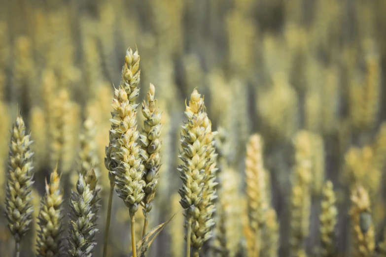 there are many stalks of grass close to each other