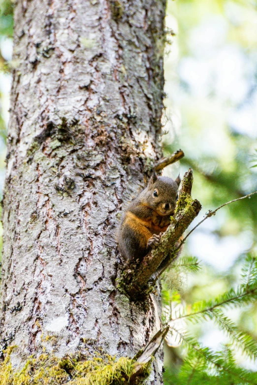 a squirrel sits on a nch in a tree