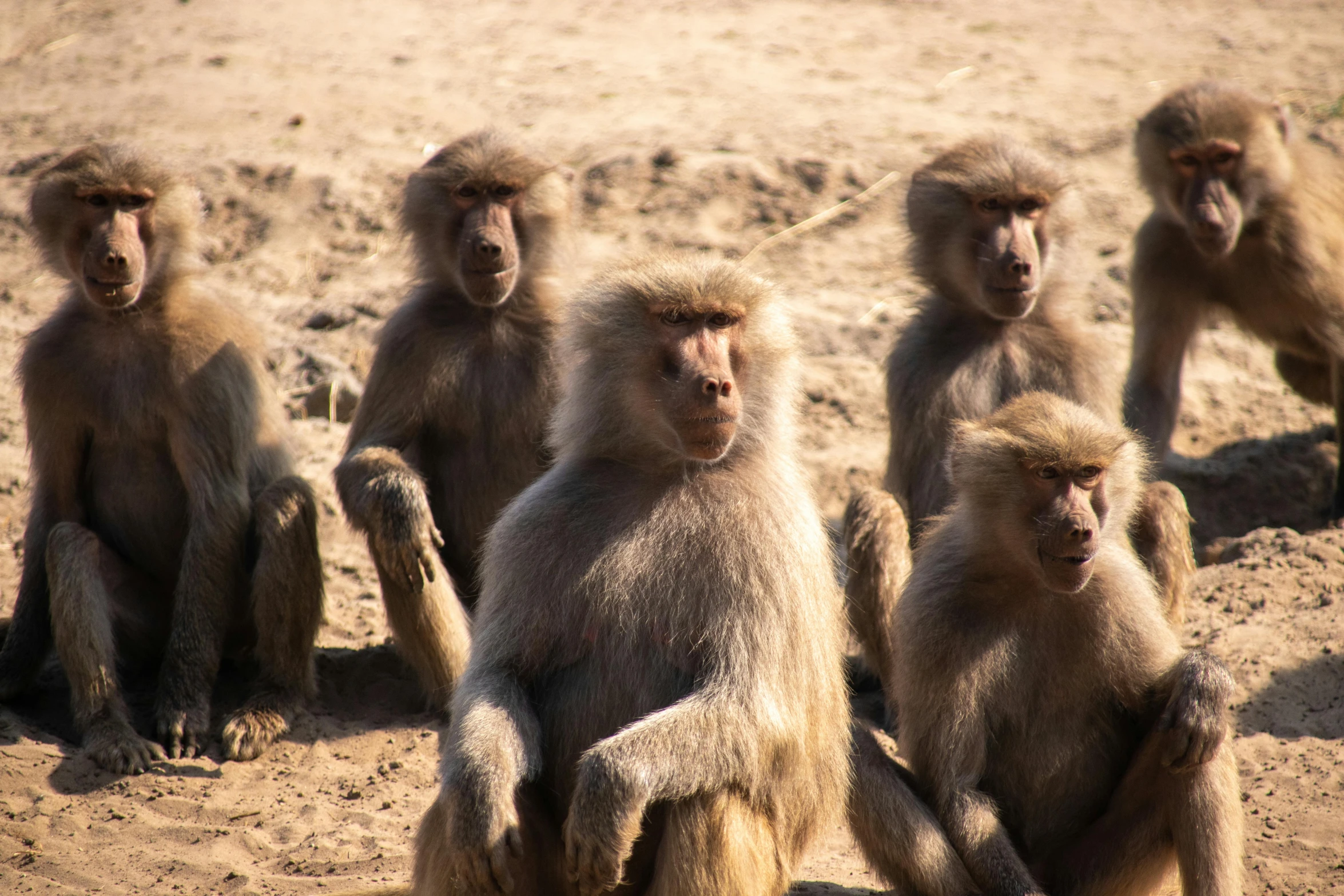 four monkeys standing in a line on the sand