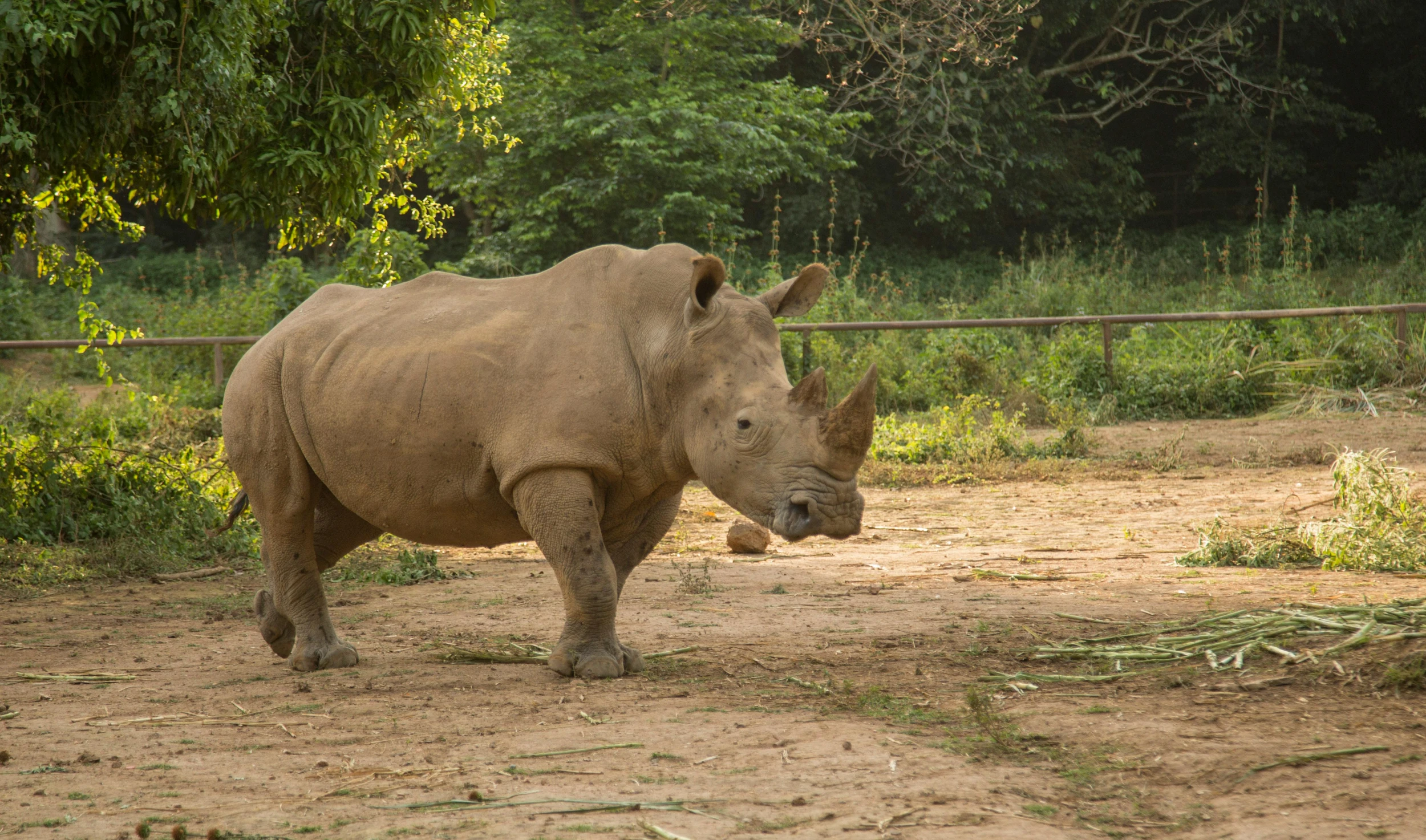 an adult rhinoceros walks towards its gate in the dirt