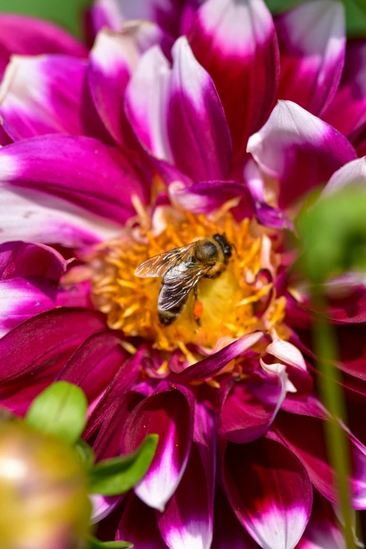 two bees sitting on the center of a purple flower