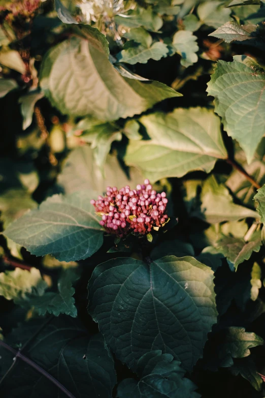 the flowers of some kind of shrub by itself