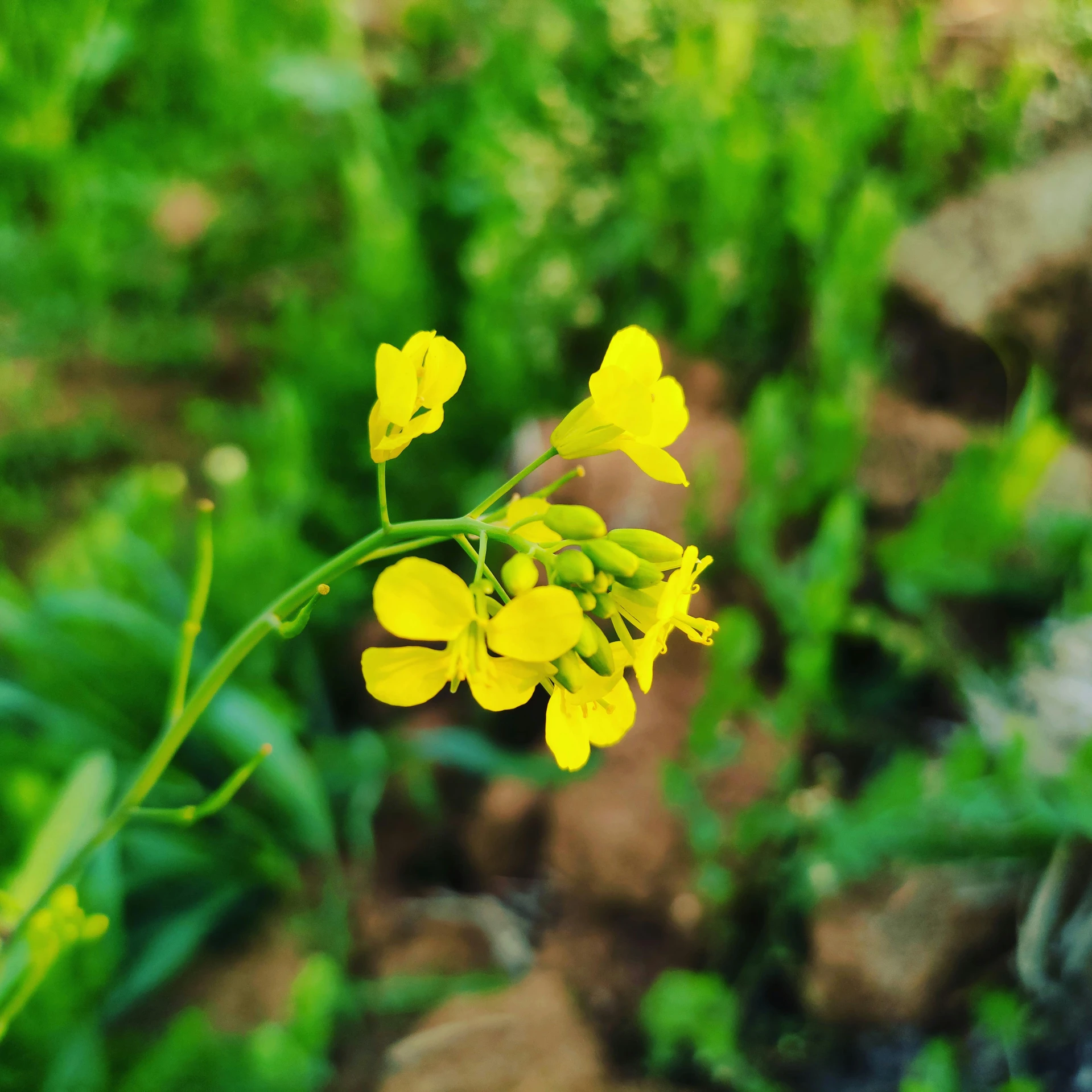 closeup of a yellow flower that is growing in some plants