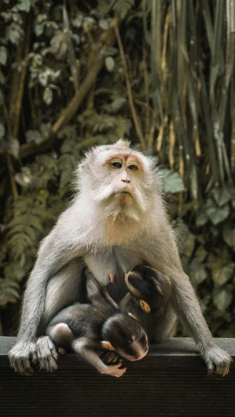 two monkeys sitting next to each other on the edge of a window