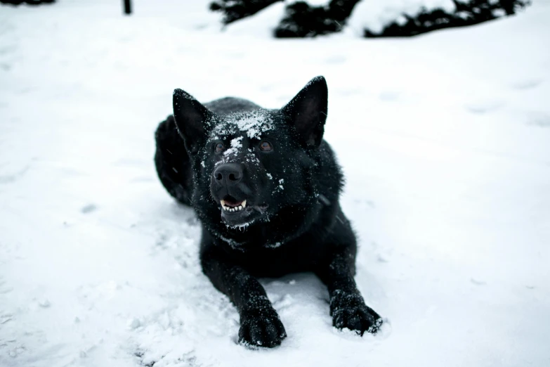 a dog that is laying down in the snow