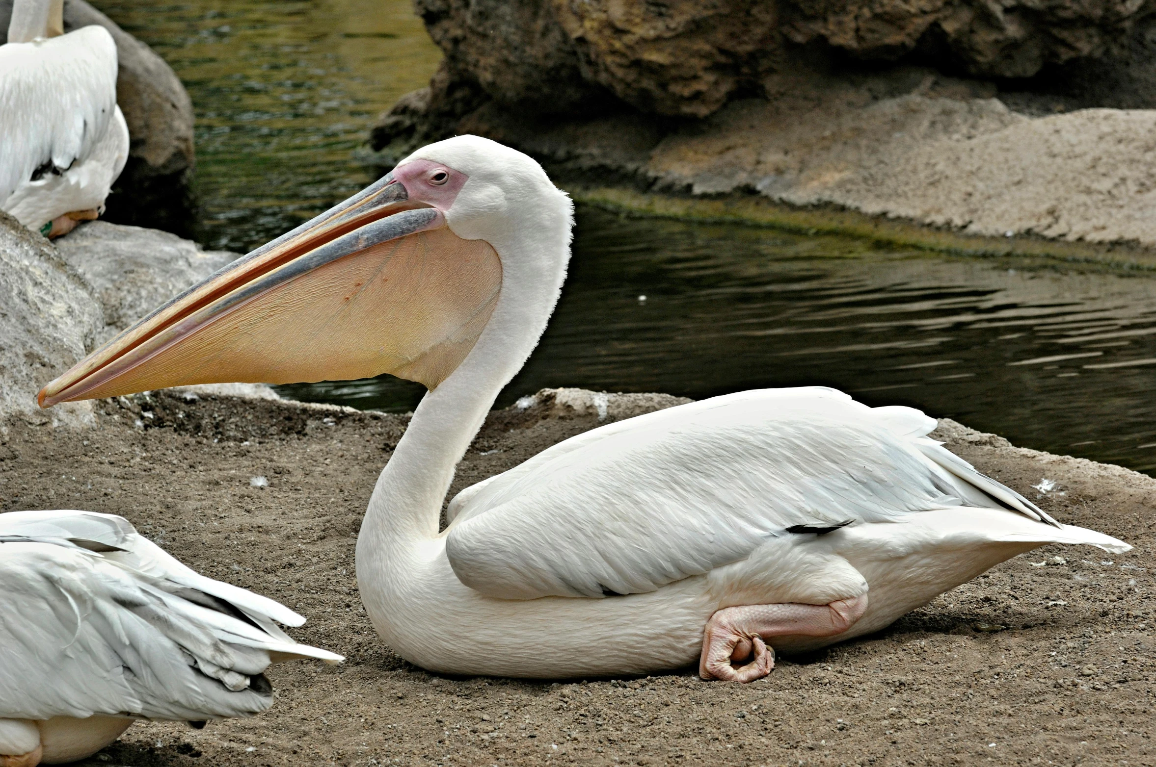 three large white birds near some small streams