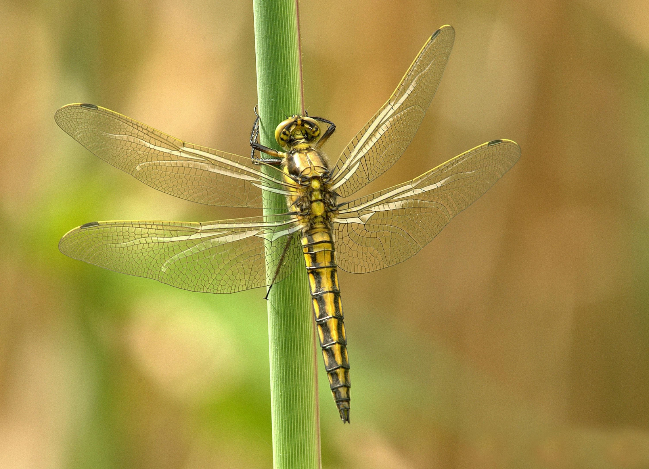 a dragonfly rests on the edge of a stem