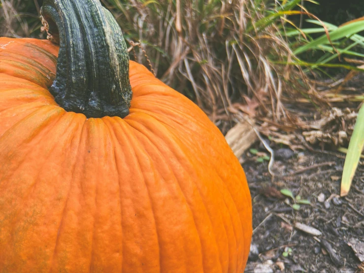 a large pumpkin on the ground with plants in the background