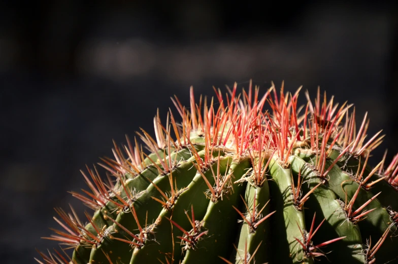 a small cactus with red spikes sticking out of the top