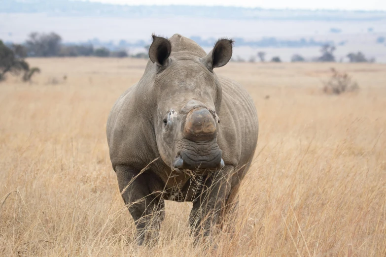 rhinoceros standing in tall brown grasses with trees in the background