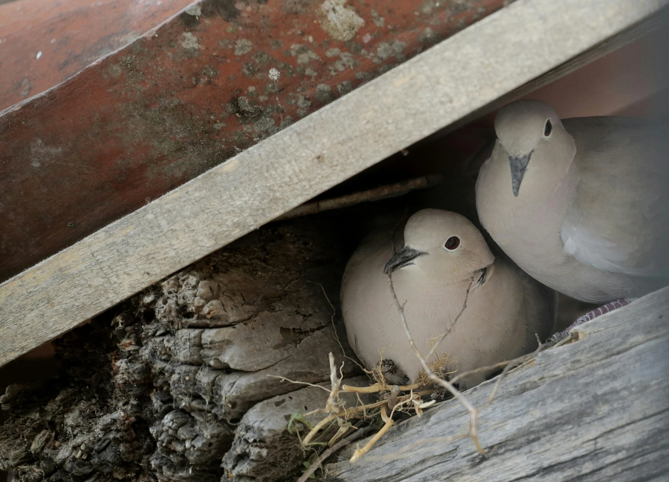 several pigeons are in a hole with straw around it