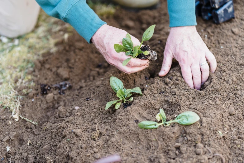 a close up of someone's hand cupping some soil for plants