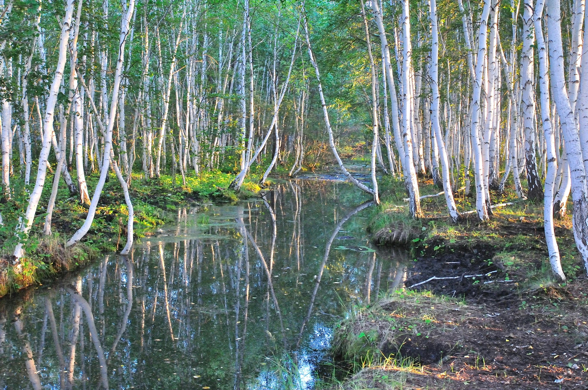 a view of a lake in the middle of some trees