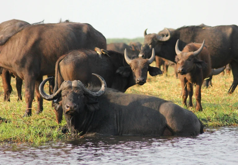 some horned animals are in the water next to some grass