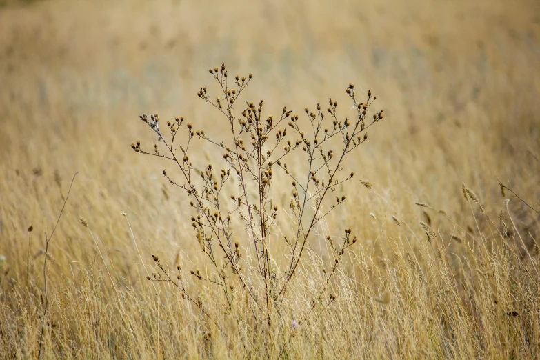 tall grass growing in an open field with the sun behind it