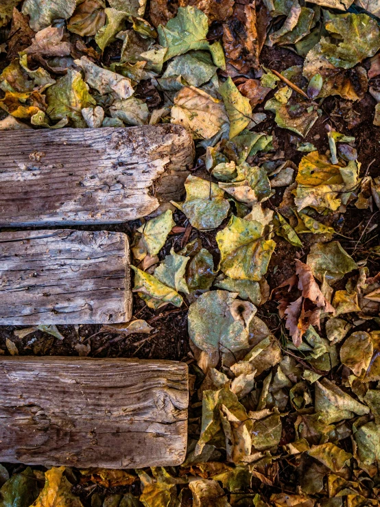 wood and dirt with green and brown leaves in the middle