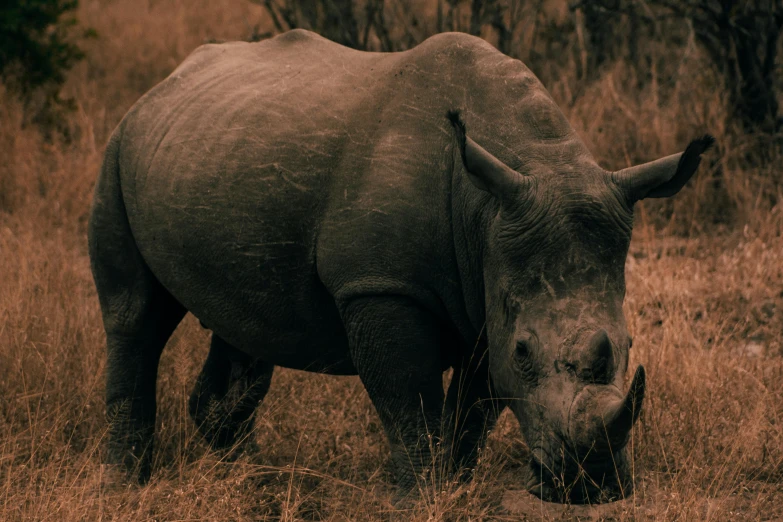 a white rhino is grazing in a grassy field