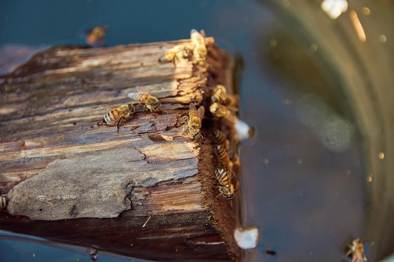 the termites have fallen off the tree