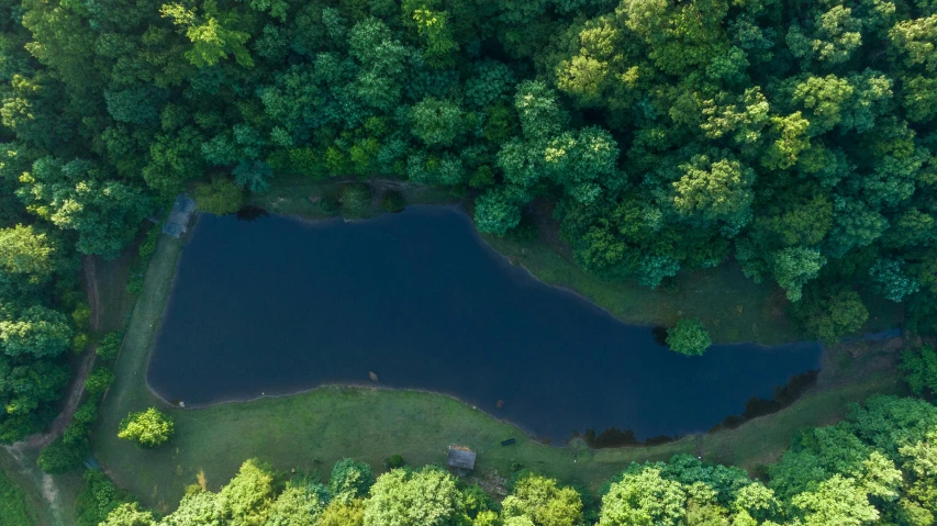 view from up on the surface of the forest showing a lake and a lot of green foliage