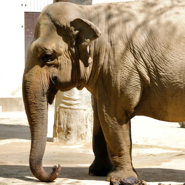 a small elephant standing next to a larger elephant