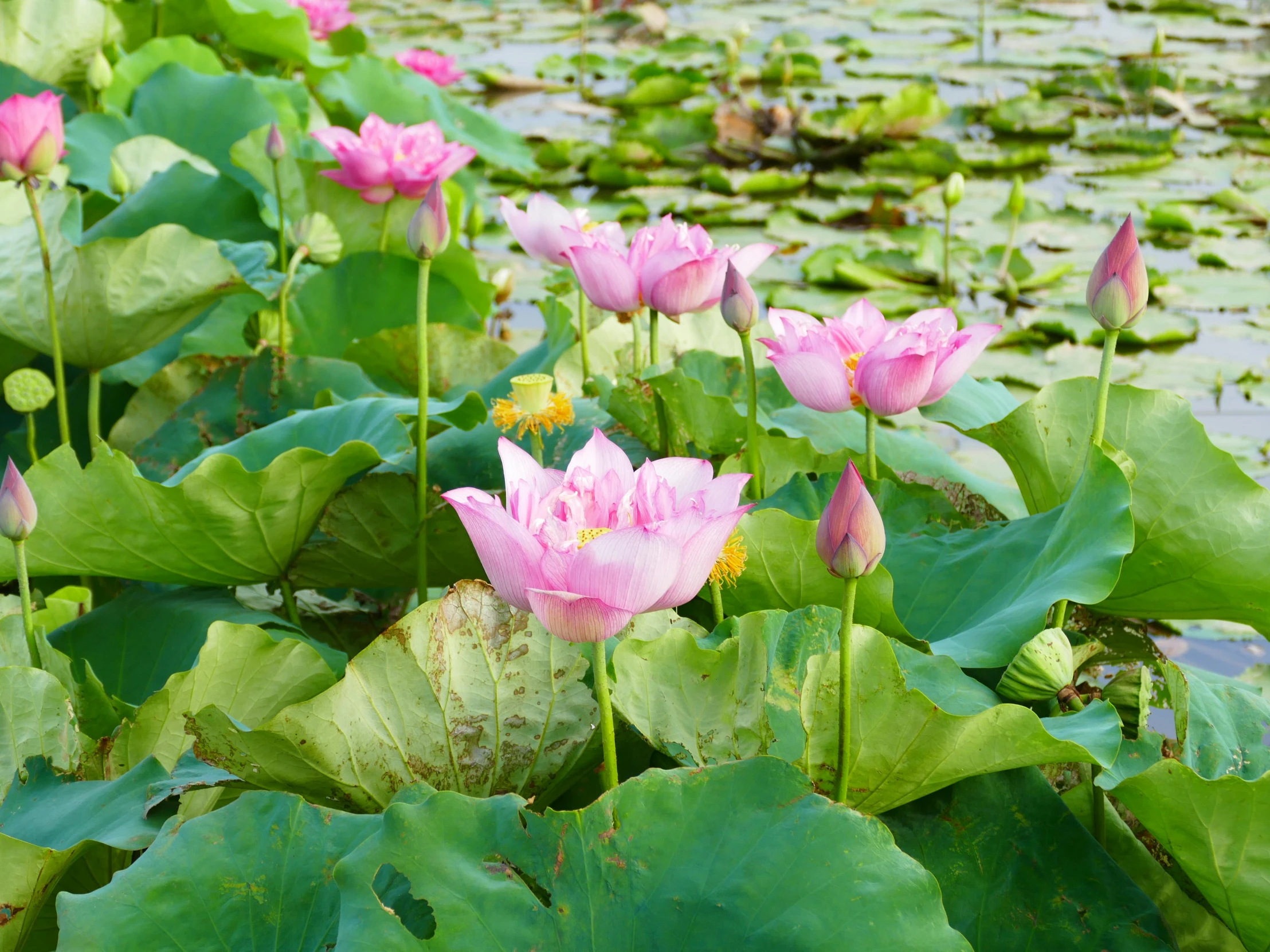 pink lotus flowers are blooming in the middle of the water