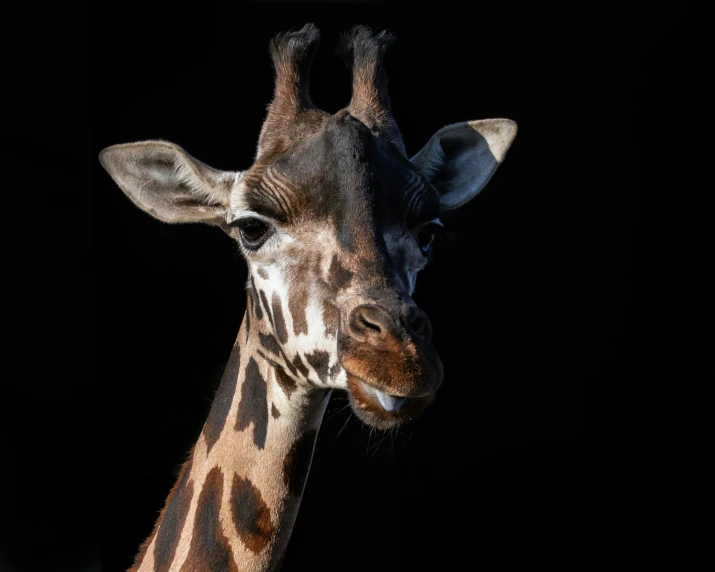 an image of a giraffe that is looking forward