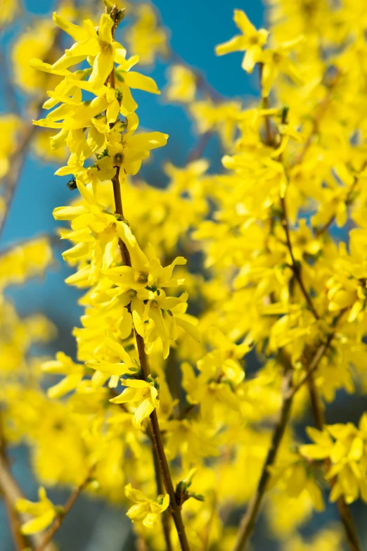 a close up s of a blooming plant with many yellow leaves