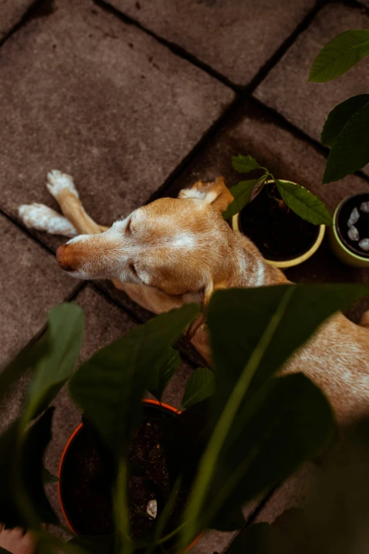 small white and brown dog in brown potted plants