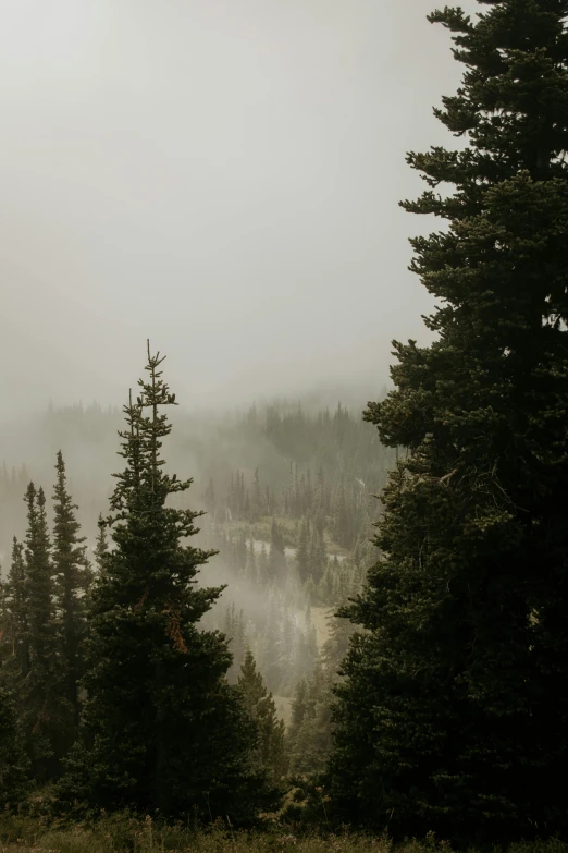 pine trees in a foggy valley with mountains behind them