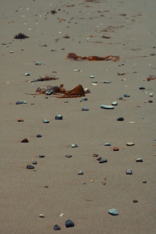 several small shells sit on the beach sand