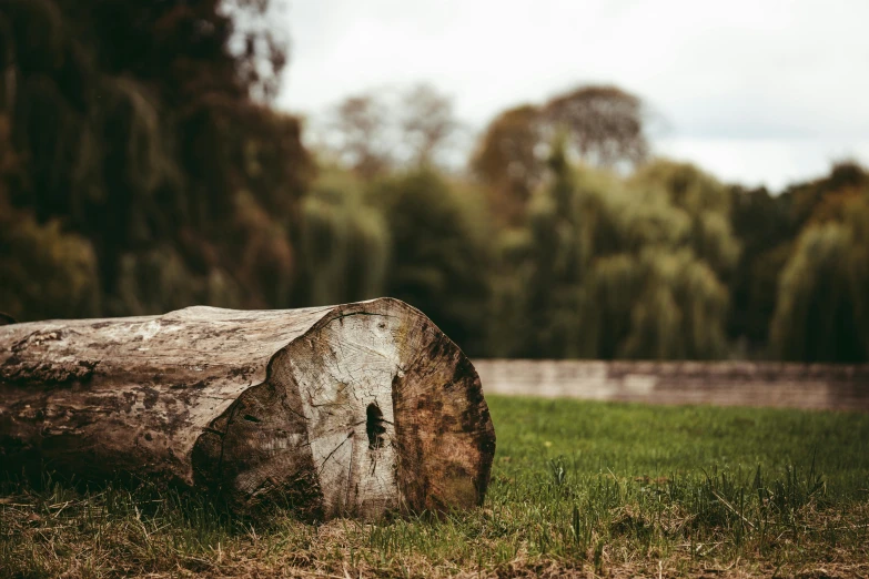 large log lying in grass area with trees behind it