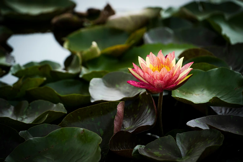 pink water lilies floating on the surface of green leaves