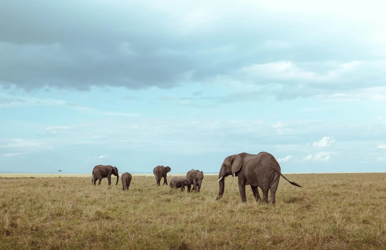 a group of elephants in the grass next to each other