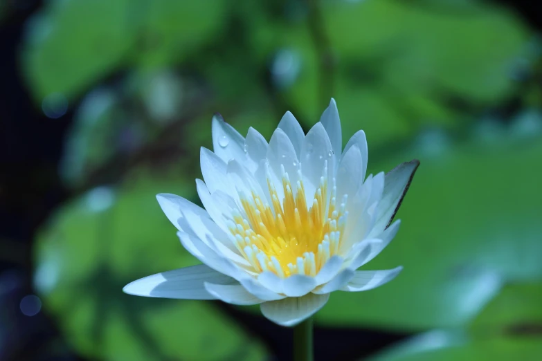 a water lily blossoming in the midst of some green leaves