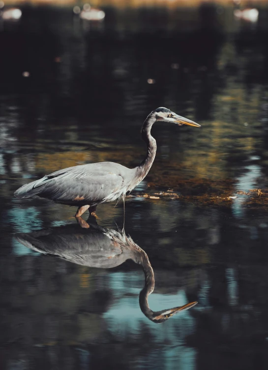 a long billed bird walking on the surface of a lake