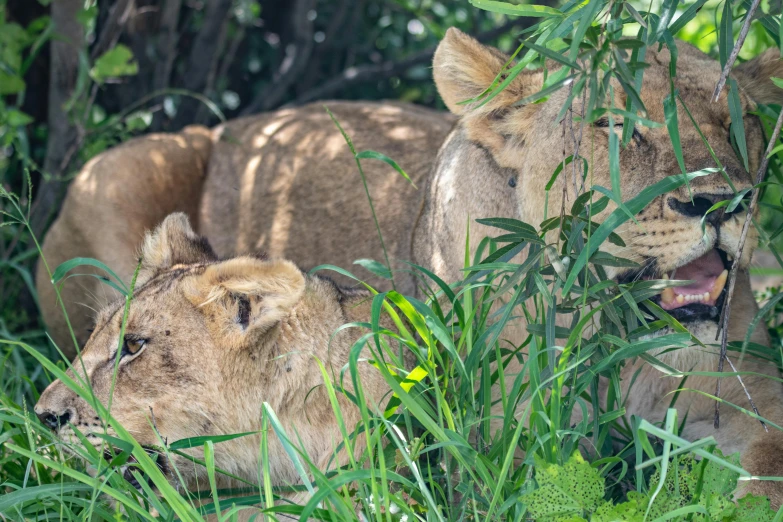 two lions lounging in the woods surrounded by tall grass