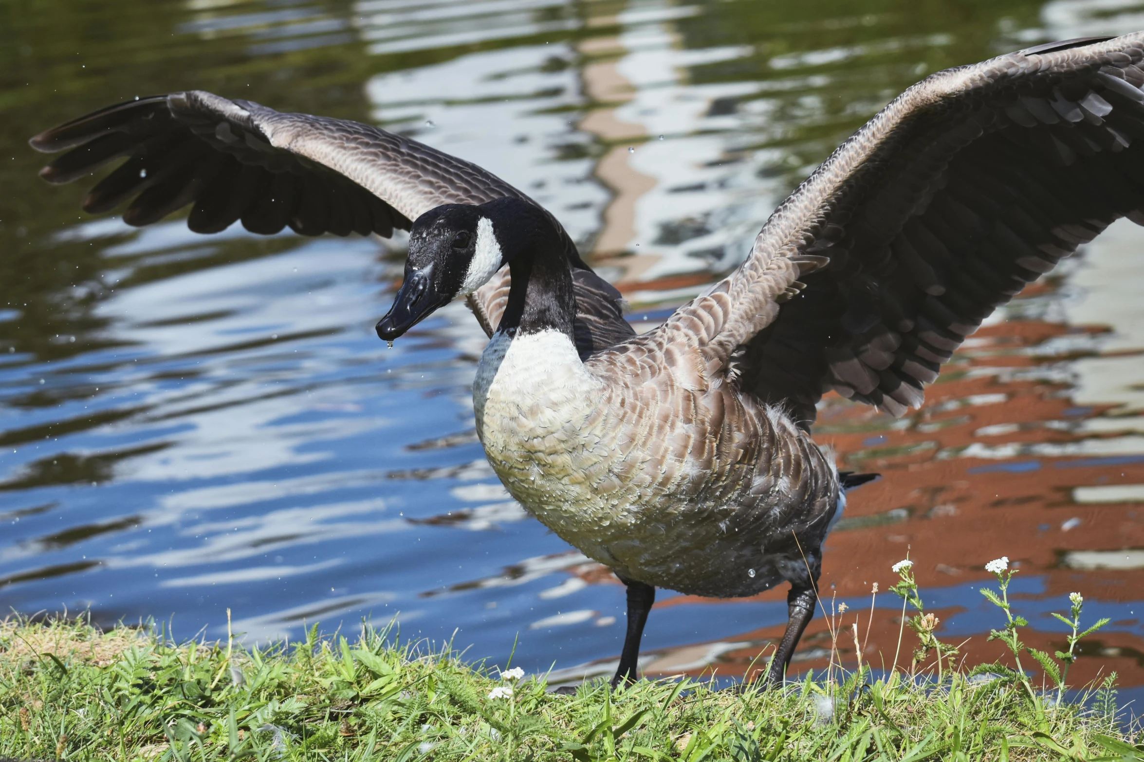 a goose is standing near the water's edge