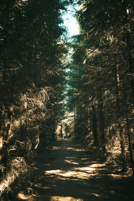 a forest is shown as the sun shines in from behind trees