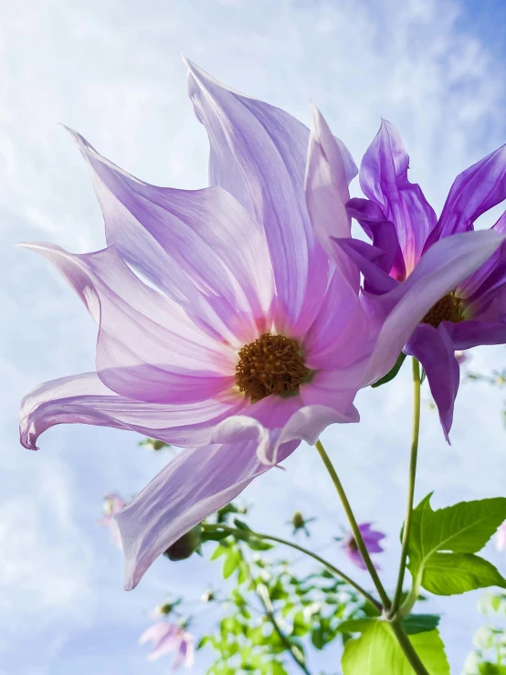 flowers on the flower bush against the blue sky