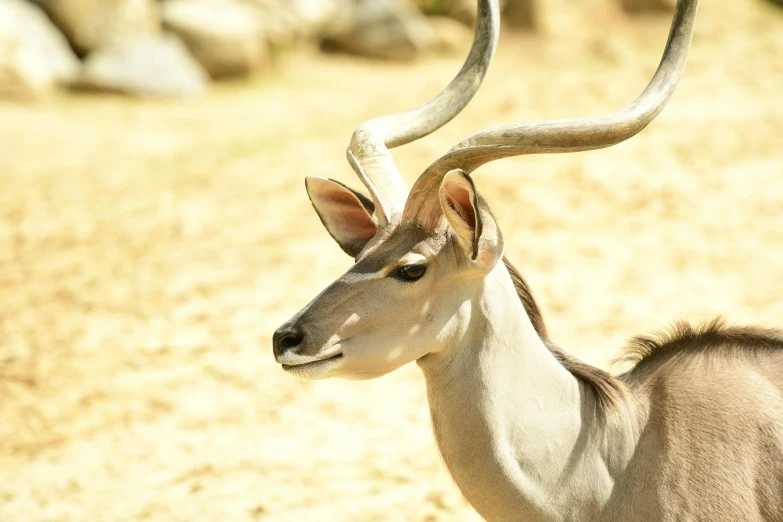 an antelope stands and looks at the camera