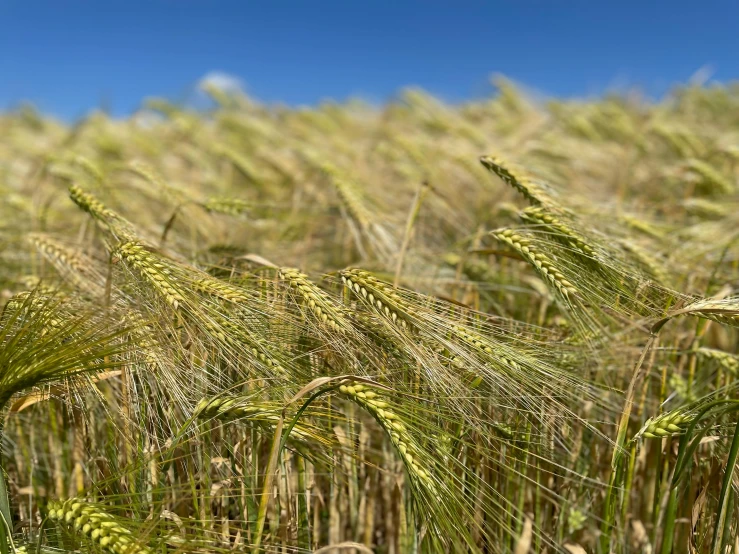 the tall wheat is fully ripe as it sits in a field