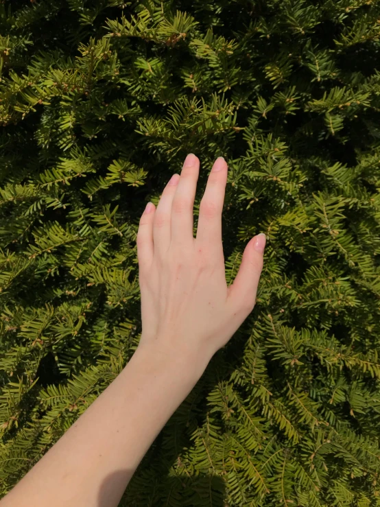 a hand reaching toward green bushes in the air