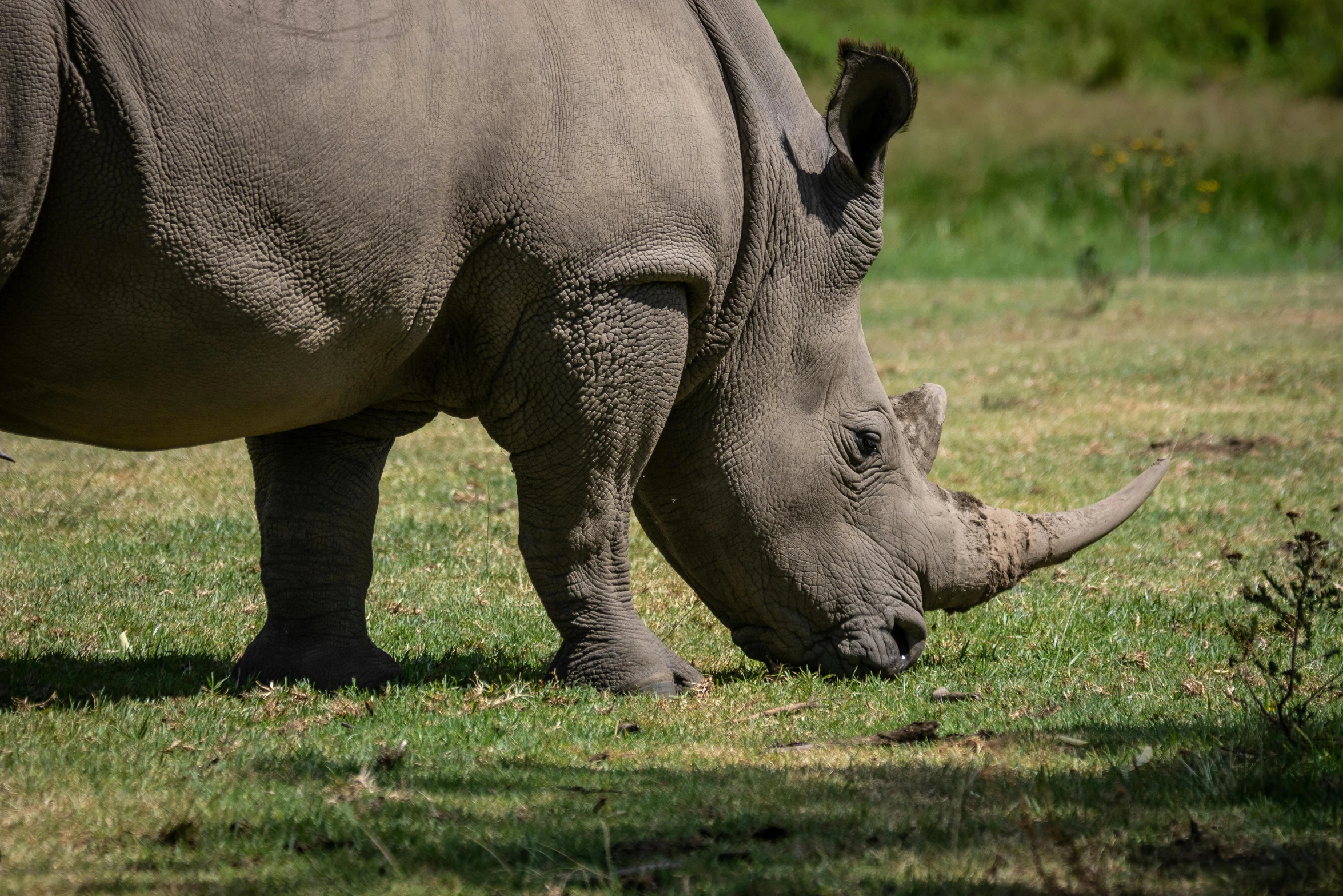 an african rhinoceros eating grass on the savannah