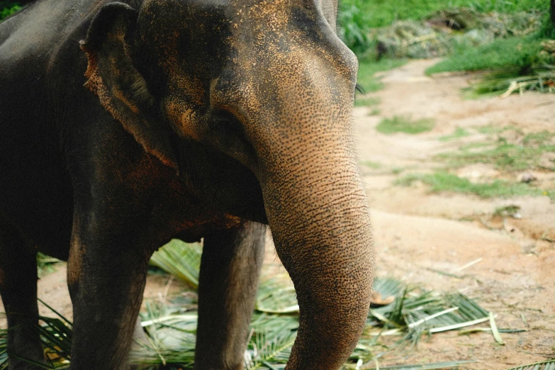 the face of an elephant standing near the trees