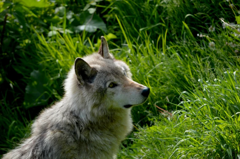 an image of a wolf sitting in the grass