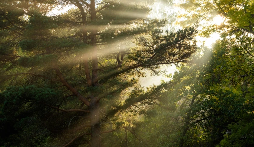 the sun shining through the trees over a dirt road