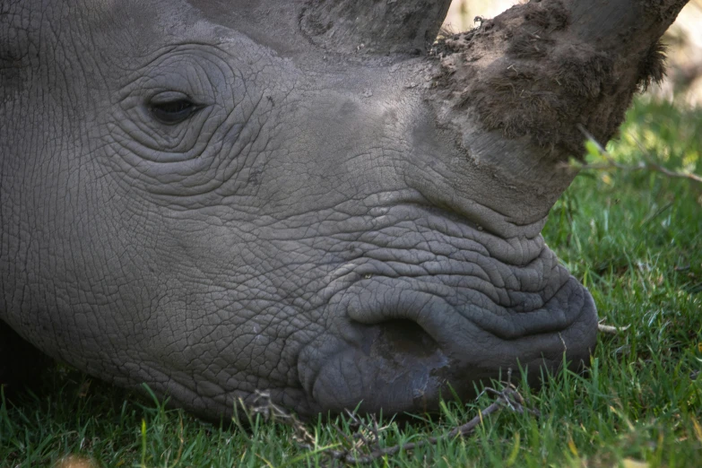 the rhino is lying down in the grass